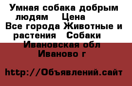 Умная собака добрым людям. › Цена ­ 100 - Все города Животные и растения » Собаки   . Ивановская обл.,Иваново г.
